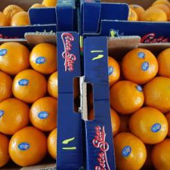 1 kasse appelsiner fra Kreta - 10 kg