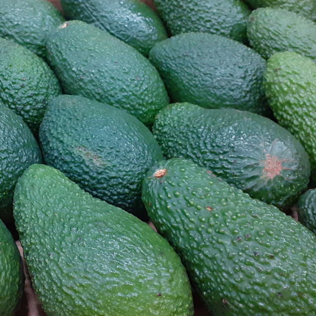 1 kasse Avocado (Haas) fra Kreta - 24 stk 151-175g