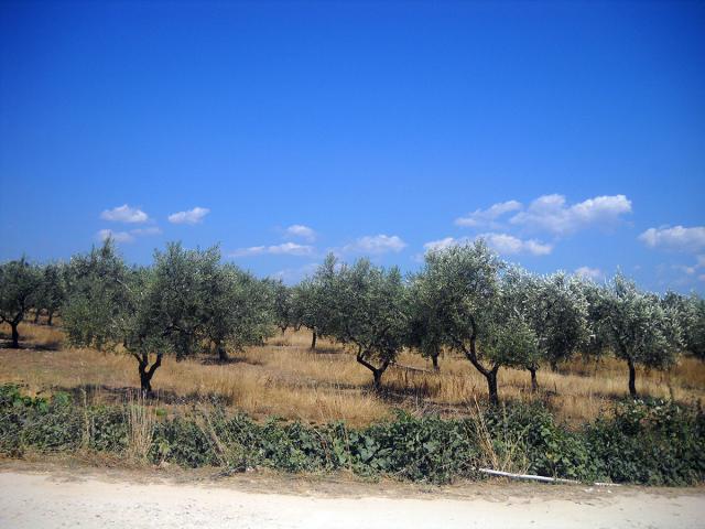 Græsk olivenolie