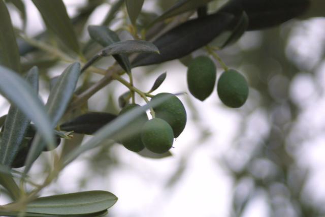 Definitioner af olivenolie