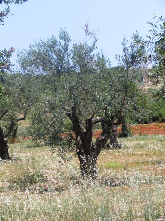 Kreta og oliven